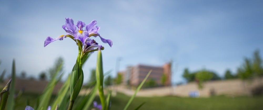 Mid-afternoon Rx: Take a moment to enjoy the sunshine and nature. We caught this pop of purple in between St. Luke's Desloge Outpatient Center, Building B and St. Luke's Resource Center on our Chesterfield campus. 🌷