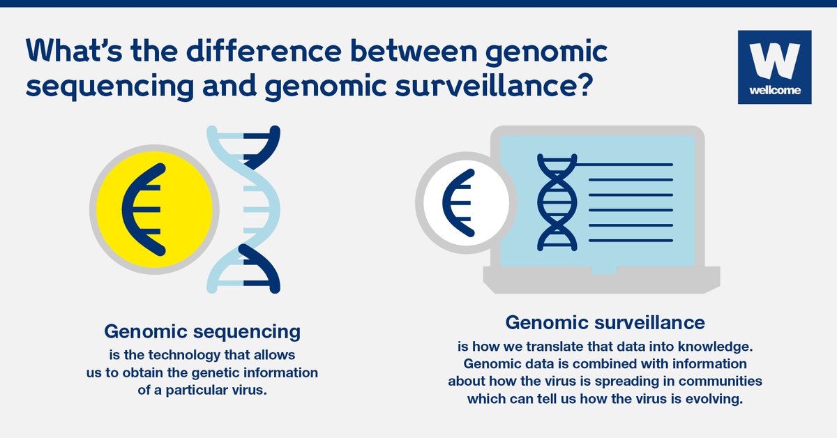 GlobalPHObserv's tweet photo. RT @wellcometrust: What's the difference between genomic surveillance and genomic sequencing? ⤵️

Read how scientists track variants ➡️ https://t.co/YEEHrj3hq5 https://t.co/CCSG1L7tgX