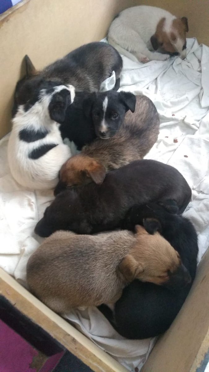 Lalysole's tweet photo. Urgente!!!!!Son 8 bebés rescatados de constitución se necesita adopciones responsables o tránsitos!!! 1161682021 https://t.co/IEE1EKp1j5