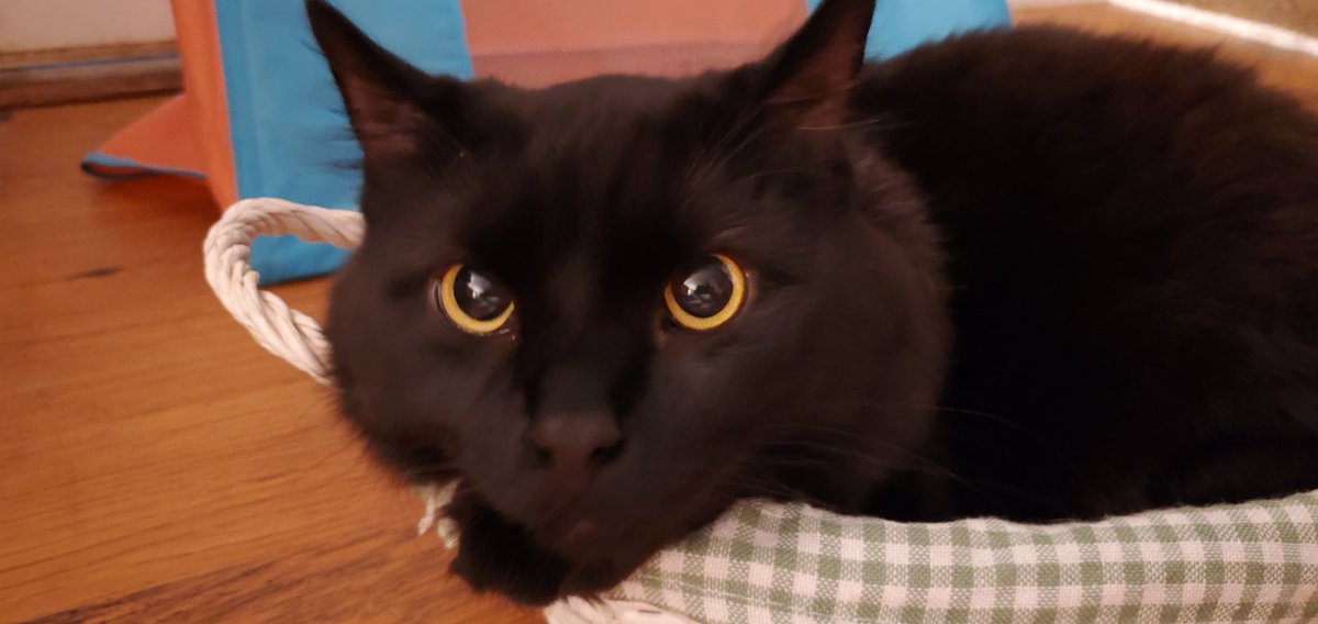CtasticOur's tweet photo. How can anyone say no more treats to that face?
#catloversonly #blackcatfeaturepage #cats_of_instagram #beautifuleyes👀 #CatsOfTwitter
#beautifuleyes # catsofinstagram #bigeyes👀 #petsonq https://t.co/unHZrQ9ZYO