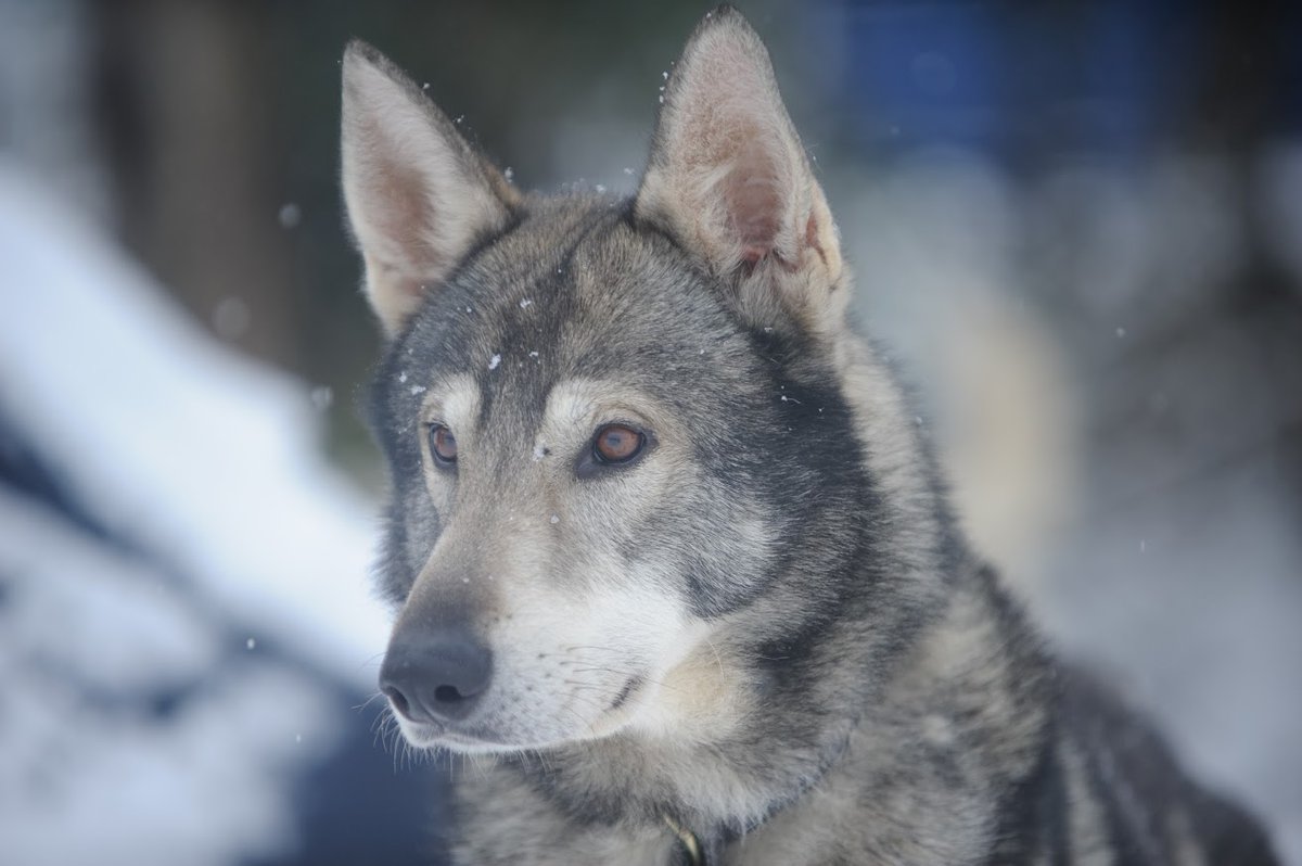 sstriker's tweet photo. Magu, old friend, R.I.P.  You had been through enough in the past few years: shot by some stranger in your own safe yard, recovering after multiple operations including losing a toe.  I miss you already...😢 https://t.co/LF0EYOhRrG