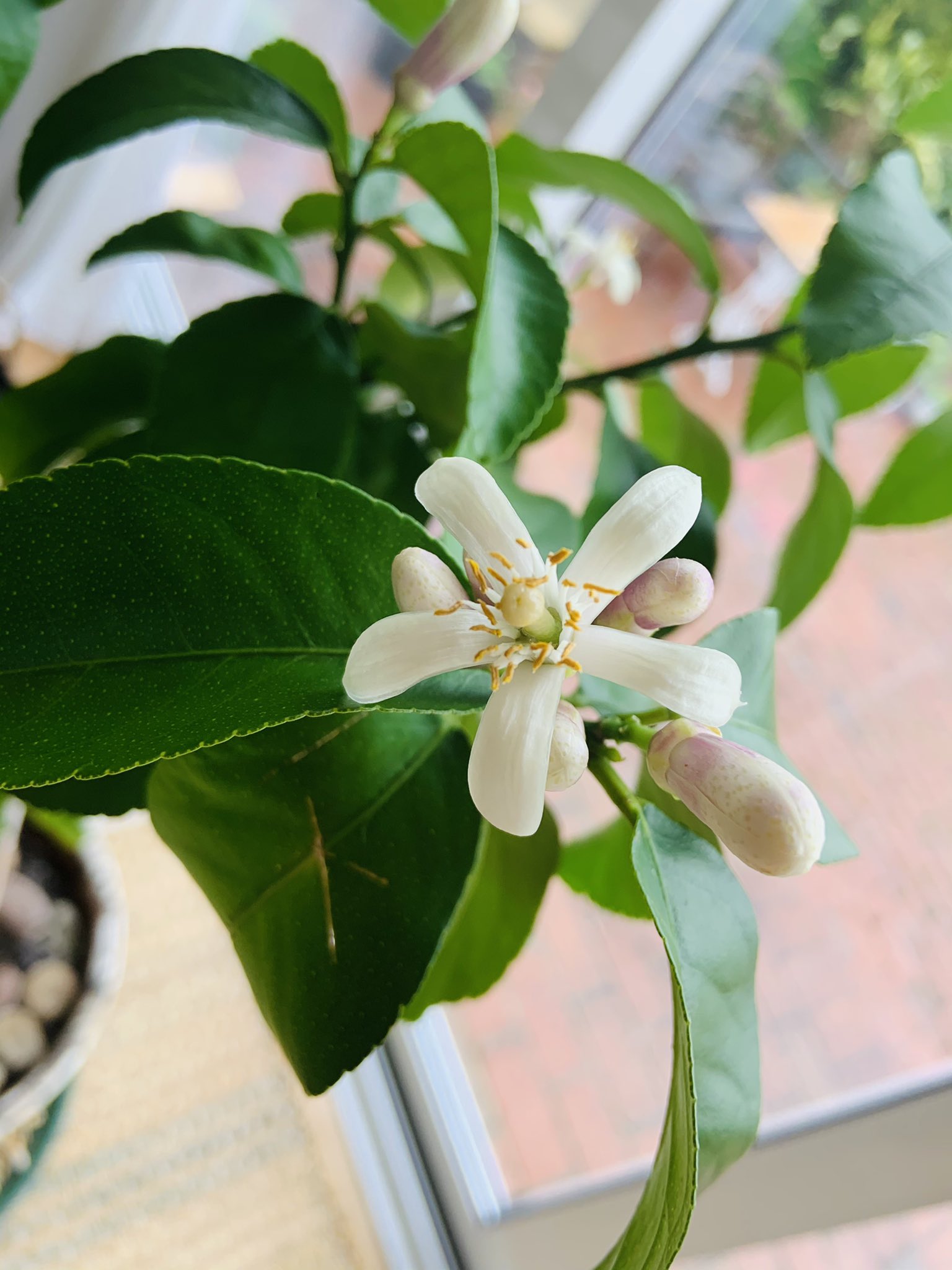 Skylark On Twitter The Scent From This Lemon Tree Flower Is Amazing And There Is A Baby Lemon Citrus Lemon Tree Fruit Scent Indoors Https T Co Dijbqdvxn4 Twitter