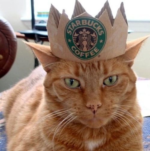 StrongStyleCats's tweet photo. 👑👑 https://t.co/Xe20bzDwqB
