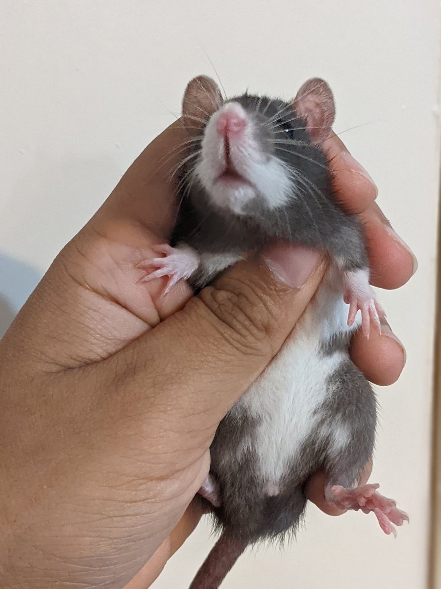 This is bullet! Shes a dwarf female with the cutest face possible.

#rats #petrats #ratsoftwitter