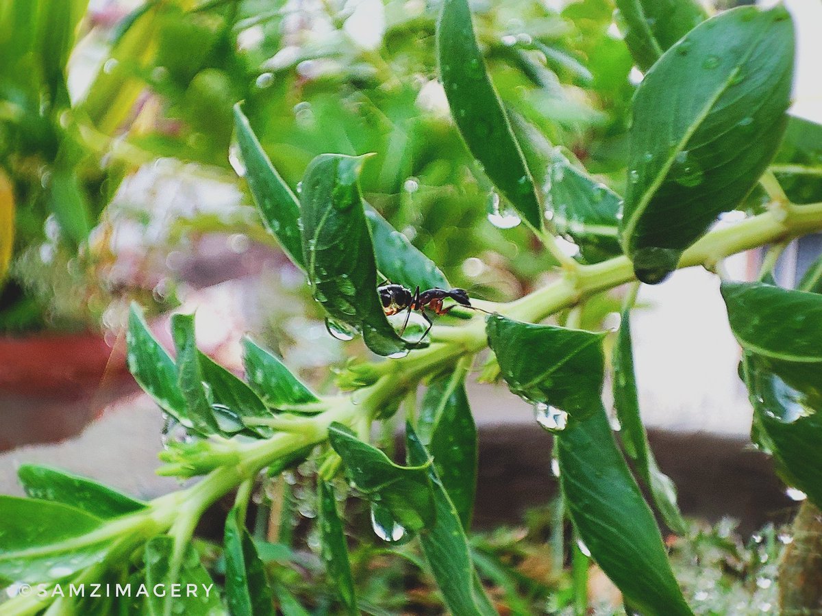 strytellrofpast's tweet photo. The storm and it's after math. The romance after rain, the smell in air is just notoriously you.
#SummerRain
#MidSummerlove 
#ShotByMi 11xPro https://t.co/YQIJNeFWbK