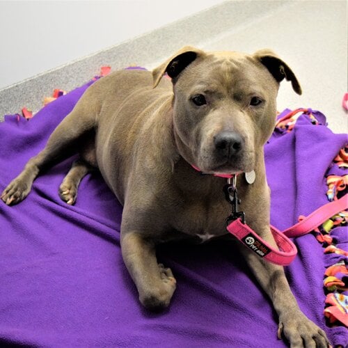 NaperHumane's tweet photo. We have so many amazing animals for adoption, yet very few calls to setup appointments. Why?! We don't know either! All we know is that there are a lot of homeless animals waiting to be loved (some who have been waiting upwards of 7 months). Please share to help them find a home. https://t.co/VgPoGpZhd9