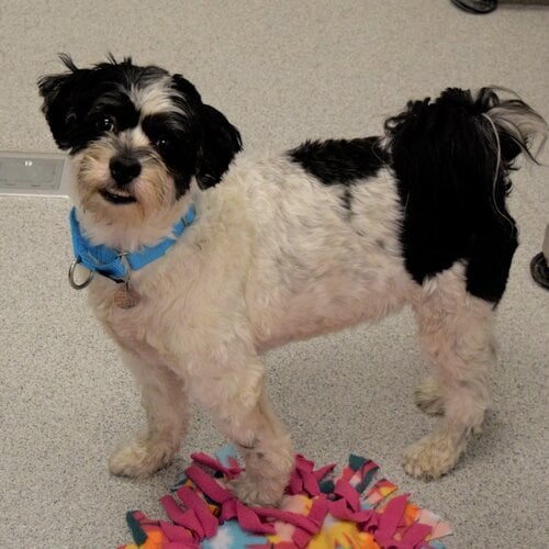 NaperHumane's tweet photo. We have so many amazing animals for adoption, yet very few calls to setup appointments. Why?! We don't know either! All we know is that there are a lot of homeless animals waiting to be loved (some who have been waiting upwards of 7 months). Please share to help them find a home. https://t.co/VgPoGpZhd9