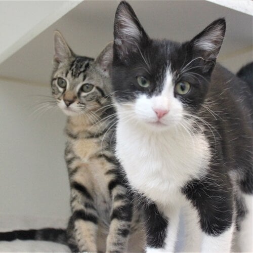 NaperHumane's tweet photo. We have so many amazing animals for adoption, yet very few calls to setup appointments. Why?! We don't know either! All we know is that there are a lot of homeless animals waiting to be loved (some who have been waiting upwards of 7 months). Please share to help them find a home. https://t.co/VgPoGpZhd9