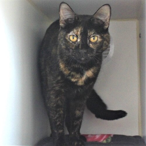 NaperHumane's tweet photo. We have so many amazing animals for adoption, yet very few calls to setup appointments. Why?! We don't know either! All we know is that there are a lot of homeless animals waiting to be loved (some who have been waiting upwards of 7 months). Please share to help them find a home. https://t.co/VgPoGpZhd9