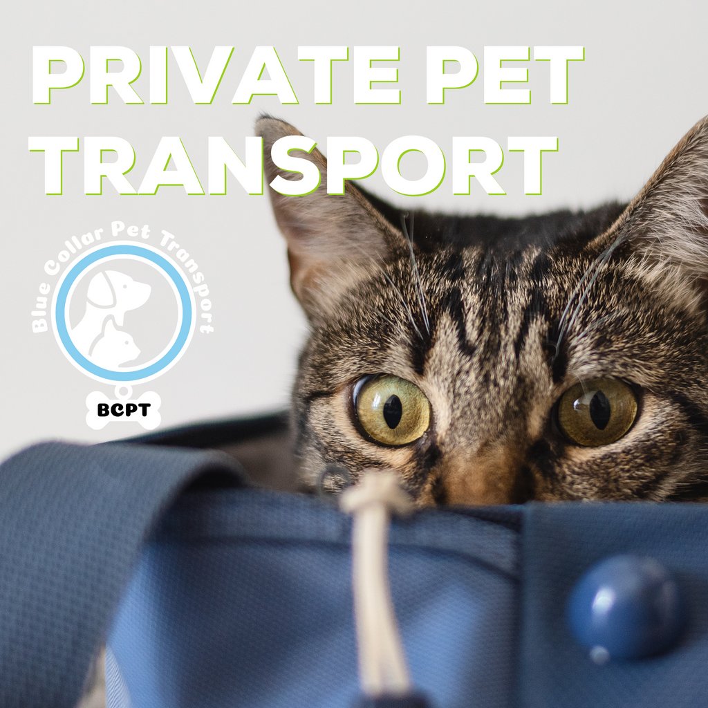 Interpretación Peave vendaje cat transport service Reina Gorrión página