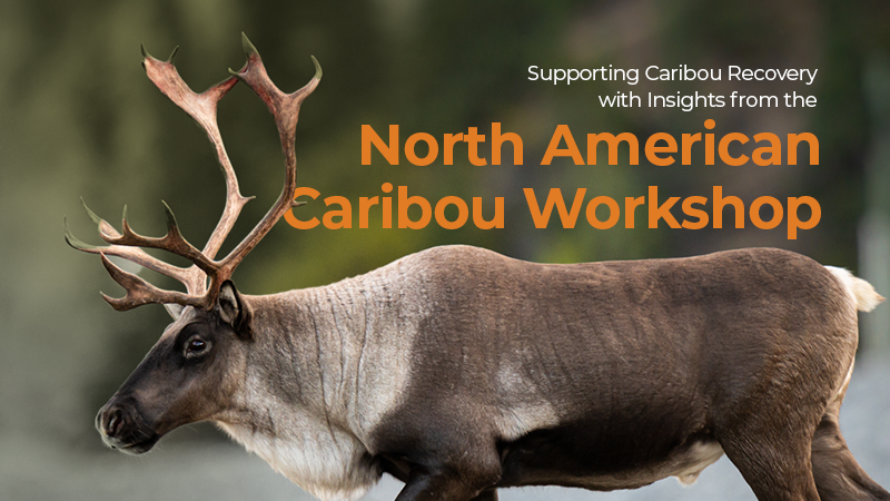 Silvacom's tweet photo. The NACW brings together the most advanced scientific and Indigenous knowledge available regarding caribou habitat recovery. To learn about the insights gained from this workshop, visit our blog at https://t.co/pemztBtgiI 

#CaribouRecovery #LandManagement #LinearRestoration https://t.co/UxjEK12FV5