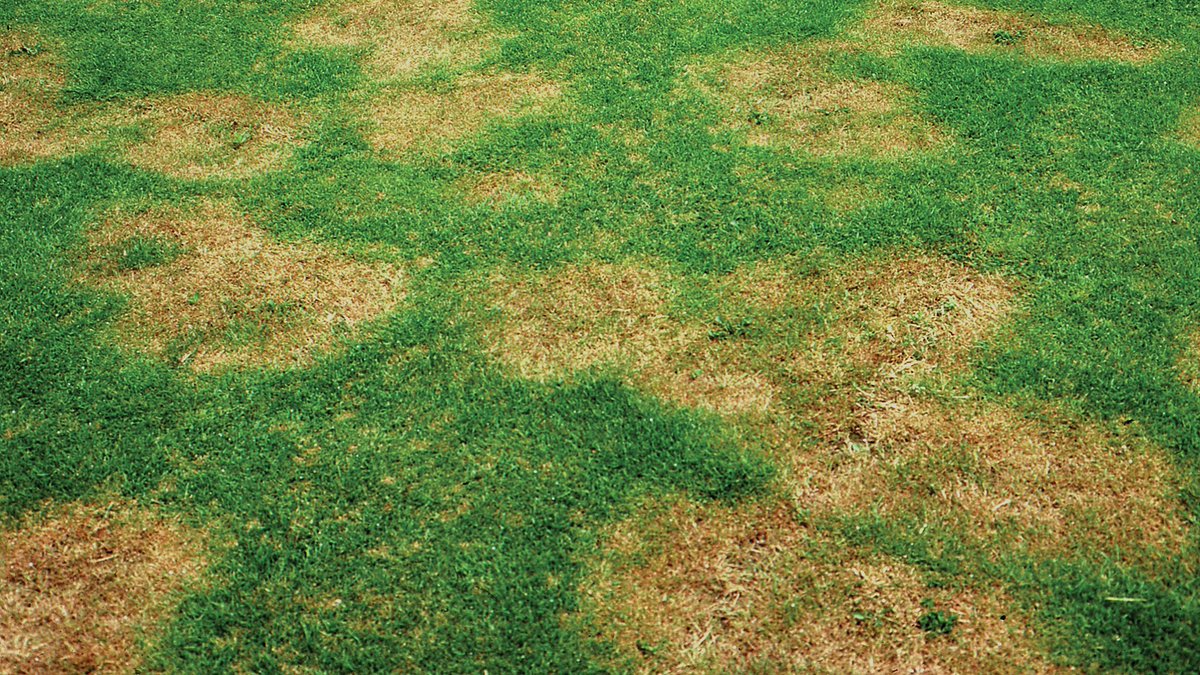 SyngentaTurf's tweet image. Well timed applications can keep your golf course healthy throughout the season. 🏌
️
Brush up on how to protect your greens from #summerpatch and #takeallpatch: ow.ly/ZY5x50EOfuA

#Time4Briskway #Time4PosterityXT