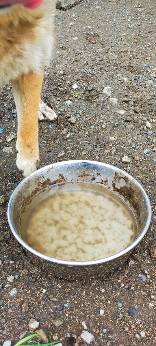 mana_Quietsea's tweet photo. 飼育放棄。

動物愛護センターも、
何もできないと。

この写真のちょっと前は
土砂降りで、
屋根は無く
ただ座って背を丸めて、
2匹とも悲しい目で
雨にずぶ濡れになってた。 https://t.co/LxTplFyVHp