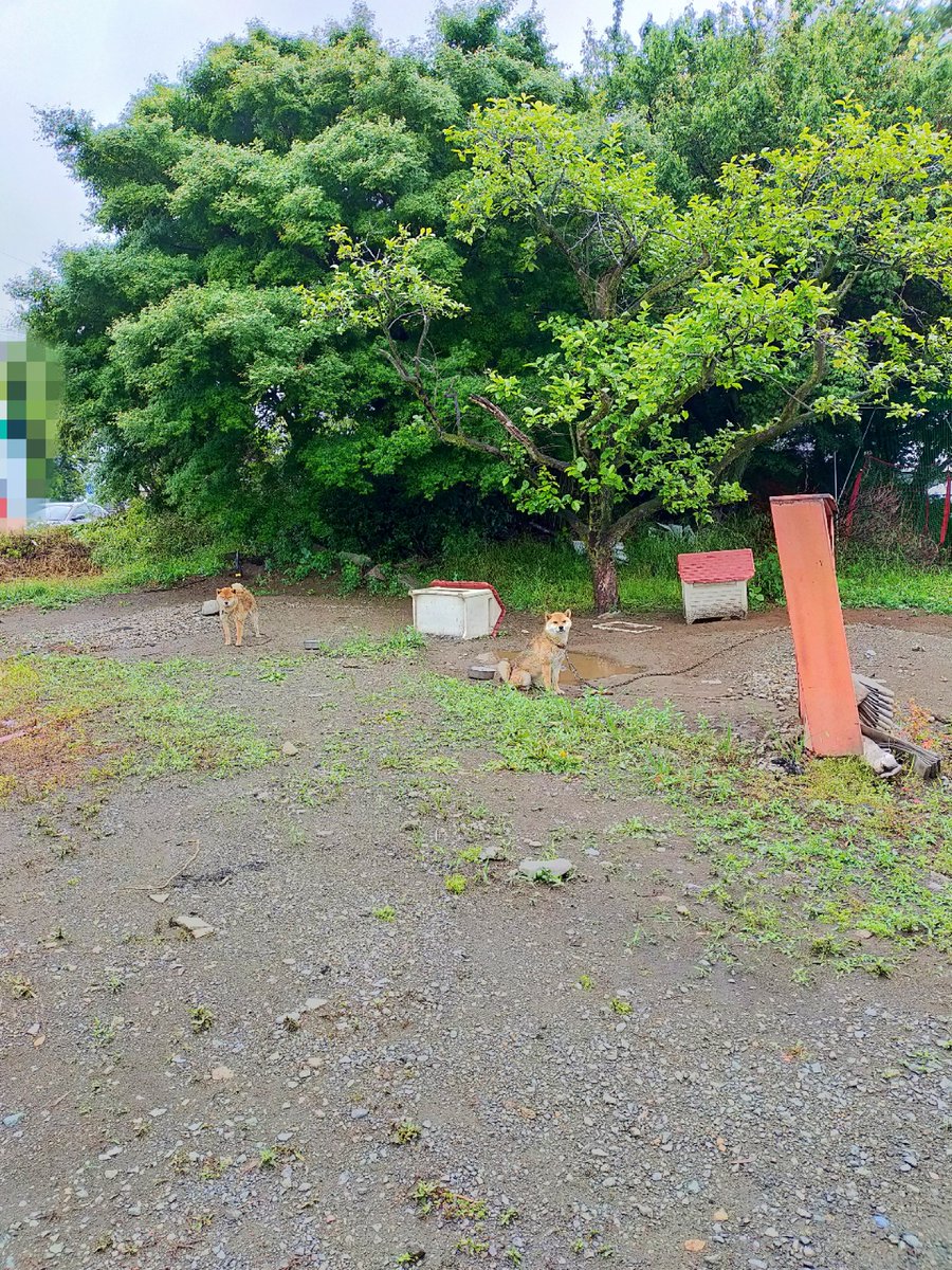 mana_Quietsea's tweet photo. 飼育放棄。

動物愛護センターも、
何もできないと。

この写真のちょっと前は
土砂降りで、
屋根は無く
ただ座って背を丸めて、
2匹とも悲しい目で
雨にずぶ濡れになってた。 https://t.co/LxTplFyVHp
