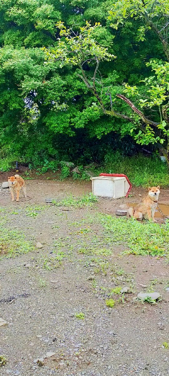 mana_Quietsea's tweet photo. 飼育放棄。

動物愛護センターも、
何もできないと。

この写真のちょっと前は
土砂降りで、
屋根は無く
ただ座って背を丸めて、
2匹とも悲しい目で
雨にずぶ濡れになってた。 https://t.co/LxTplFyVHp