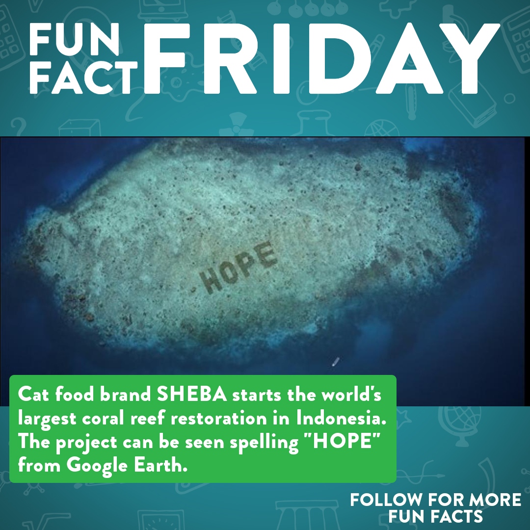 DrFactensteinGA's tweet photo. Fun Fact Friday!
Share this fun fact with your friends!
🐱
🗾
🐠
#Funfactfriday #Didyouknow #ididntknowthat #todayilearned #TIL #Heresafunfact #Funfactsdaily #Shebacatfood #Philippines #natureishealing #coralreefs #themoreyouknow #catfood #greatcauses #Ineedsomegoodnews https://t.co/CoS4dzBM9n