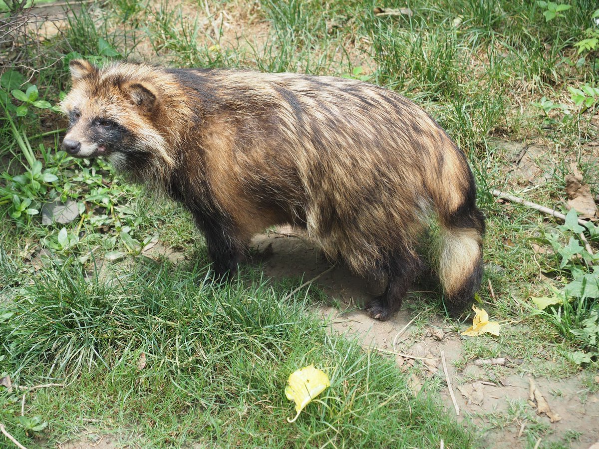 上海動物園のタヌがイケメンすぎる #タヌキ #上海動物園