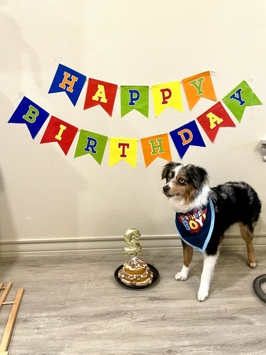 hannahv40's tweet photo. Happy 2nd Birthday Ace!!! ♥️♥️ https://t.co/Wl2wsfQOCK