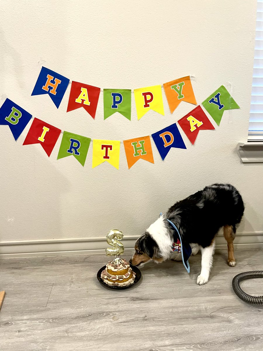 hannahv40's tweet photo. Happy 2nd Birthday Ace!!! ♥️♥️ https://t.co/Wl2wsfQOCK