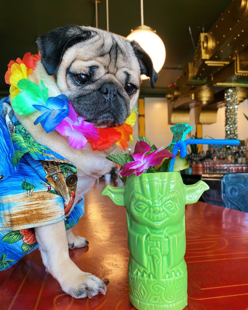 itsdougthepug's tweet photo. Five o’clock somewhere, it is 🍹 https://t.co/qMTMsWALpf