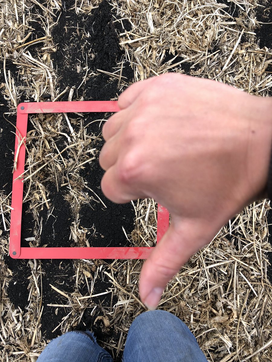 fionajochum's tweet image. Canola plant stand counting tip: if the square doesn’t land around any canola, move it. #scoutingtips #plant21 #farmerhack follow me for more scouting advice 💁🏻‍♀️