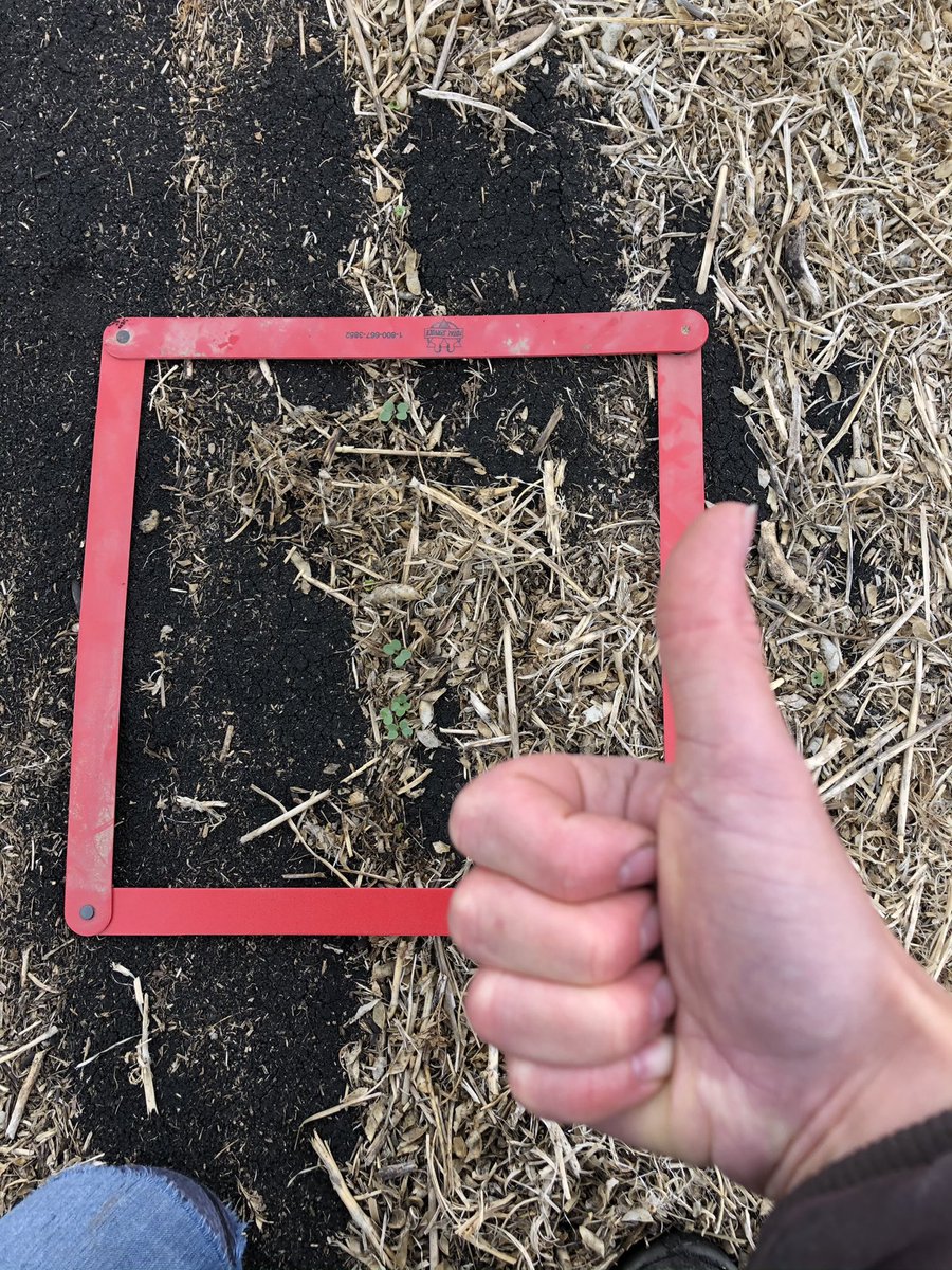 fionajochum's tweet image. Canola plant stand counting tip: if the square doesn’t land around any canola, move it. #scoutingtips #plant21 #farmerhack follow me for more scouting advice 💁🏻‍♀️