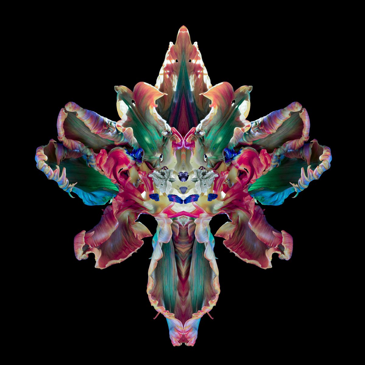 JeffRobbartist's tweet image. Incredible shapes &amp;amp; structures in this tulip - zoom in &amp;amp; take a look around…
 
3D Lenticular Photograph, edition of 9 

#contemporaryart #jeffrobb  #lenticularart