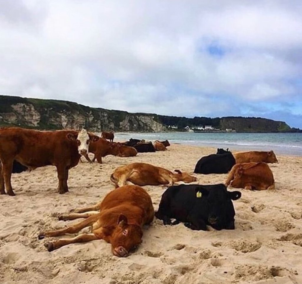 Now, here's a pace of life I could get on board with...⠀
God bless you Donegal⠀
By @sashaferg⠀
.⠀