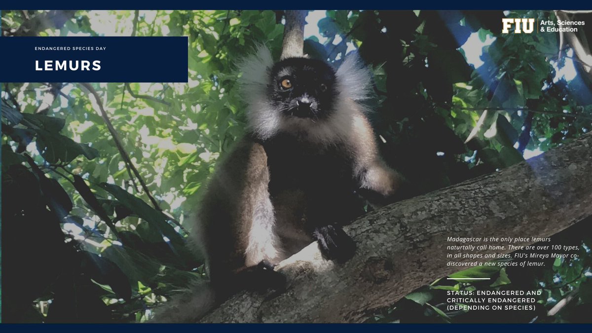 FIUCASE's tweet photo. It's #EndangeredSpeciesDay! At @FIU, we're at the frontlines of conservation in some of the world's biodiversity hotspots. Some of the animals we work with include Hawksbill Sea Turtles, Lemurs and Indian Ocean Humpback Dolphins. (1/3) https://t.co/emJMnZfYFk