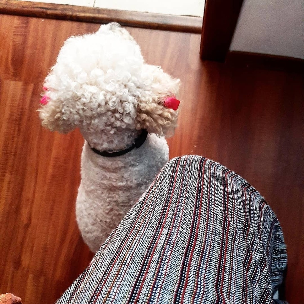 eFedefrancisca's tweet photo. Yunta
#yunta #perrita #yuntas #incondicional #amorincondicional #caniches #caniche #poodlelove #frenchpoodle #poodlesofinstagram #canichestyle #dog #fotosdeperros #photosofdogs https://t.co/IYMBoCrgzq https://t.co/czdwtRPyrd