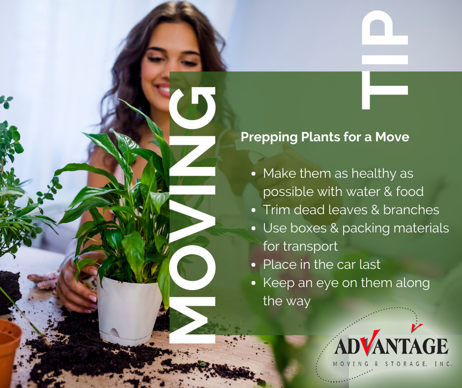 Planning to move your plants yourself? Be sure to take extra care and get them as healthy as possible, even before transport. This will ensure they'll be strong and resilient the entire journey!