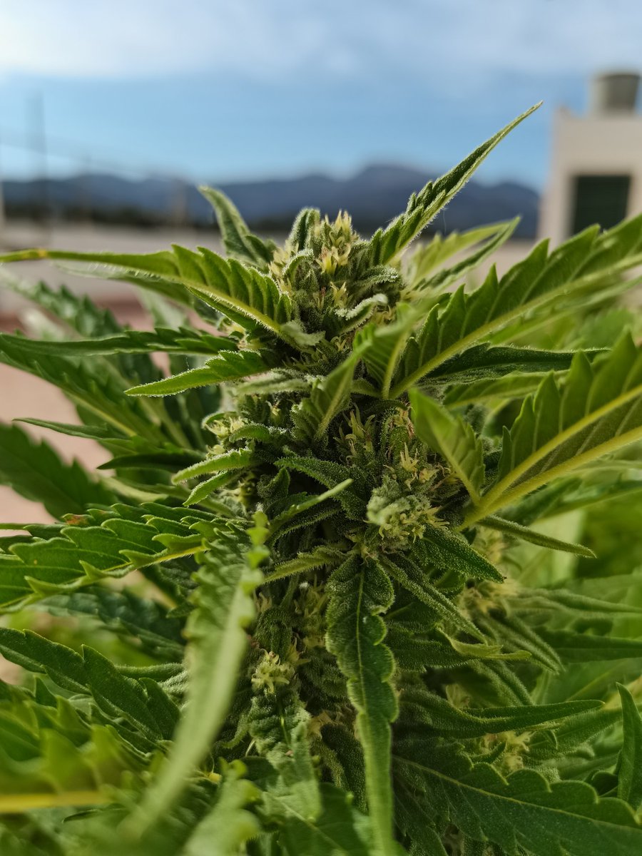 CPTN_Rastafari's tweet photo. Shooting #UpOnTheRoof... #growyourown #Outdoor #organic

@GreenbudSeeds @GiftsGreenwood &amp; @ProXL_Spain https://t.co/ED6OvErvbx