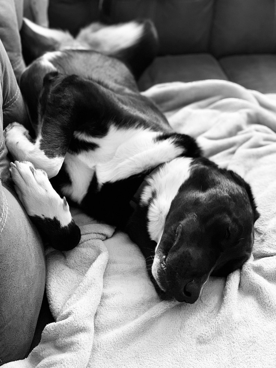 ZoeDex1's tweet photo. #dogslife #dogsoftwitter #dogs @dog_rates Follow Zoe and her tough life in black and white. https://t.co/svCi5iZsvm
