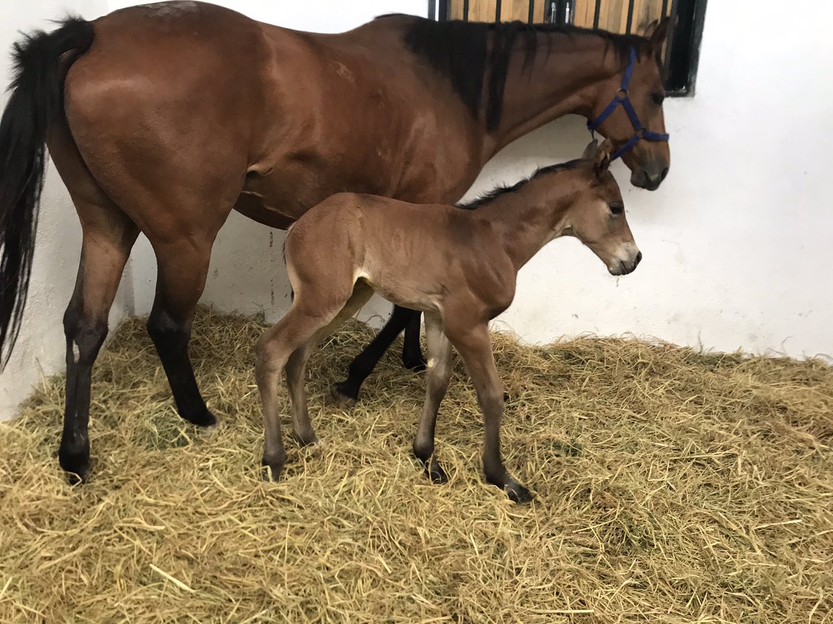 Haramızın son annesi de çok şükür sağlıklı bir şekilde doğum yaptı aşım sezonu boyunca emek veren başta kahyamız ve ekibinin eline sağlık ...
Daredevıl / My lovely boy erkek ❤️🤲