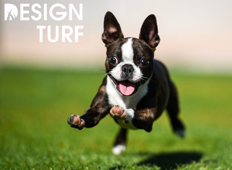 DesignTurf's tweet photo. Who else is excited for the first long weekend of the summer!?
#longweekendvibes #itsfriyayyyy #dogsloveturf #staysafe #turf #artificialturf #artificialgrass
#nomoremowing #petfriendly #homegoals #callforaquote #gta #envirofill #progreen #progreencanada #designturf https://t.co/bOXhYaPiog