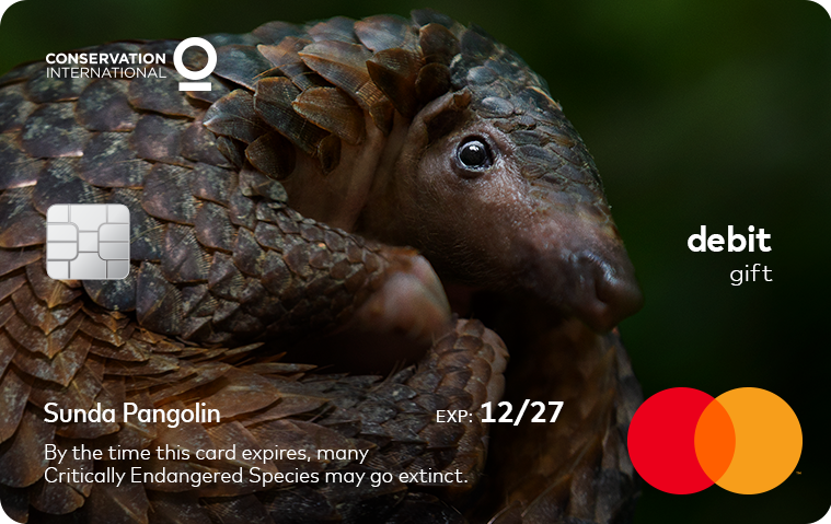 MastercardNews's tweet photo. We're partnering with @ConservationOrg to help protect and restore wildlife habitats of Critically Endangered Species. Introducing: Mastercard Wildlife Impact Gift Card https://t.co/xRrik5Ql0I https://t.co/F8LEyrv0Sp