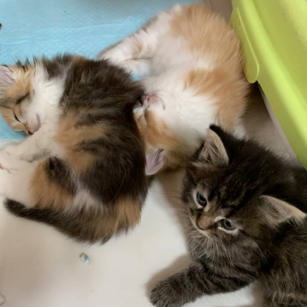 キャッテリー テレサ Thaykrgxuzua8ms Twitter