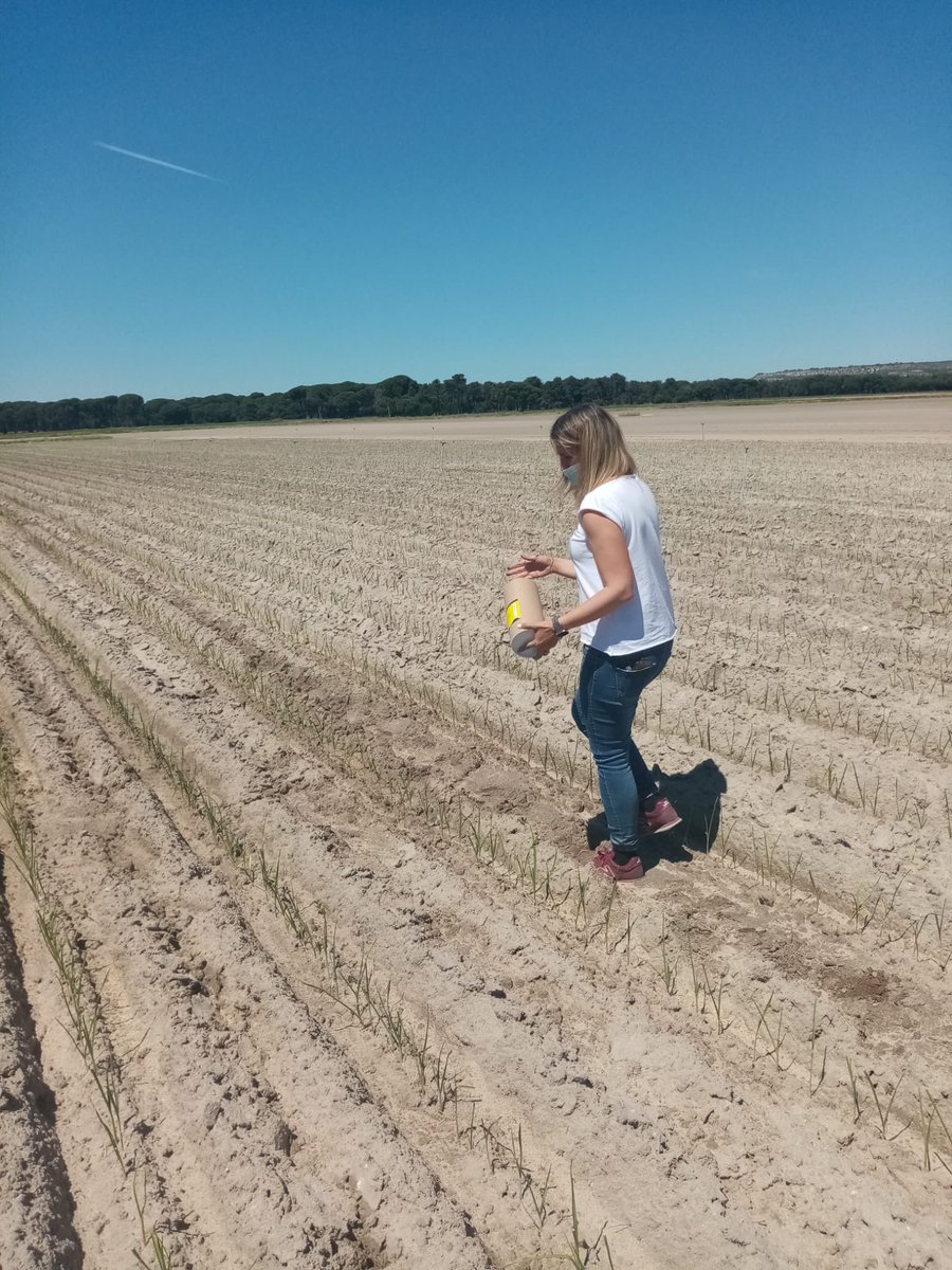 V_Tabuenca's tweet photo. Nuestros compañeros de #campo soltando #macrocheles #robustulus,una pequeña araña que usamos para la lucha biológica en la parcela de #puerro #ecológica. 🌿🌱🍃
🌎https://t.co/W8SMDM4KtZ
#verduras #sostenibilidad #verdurasecologicas #IYFV2021 https://t.co/b5T5D2RpsD