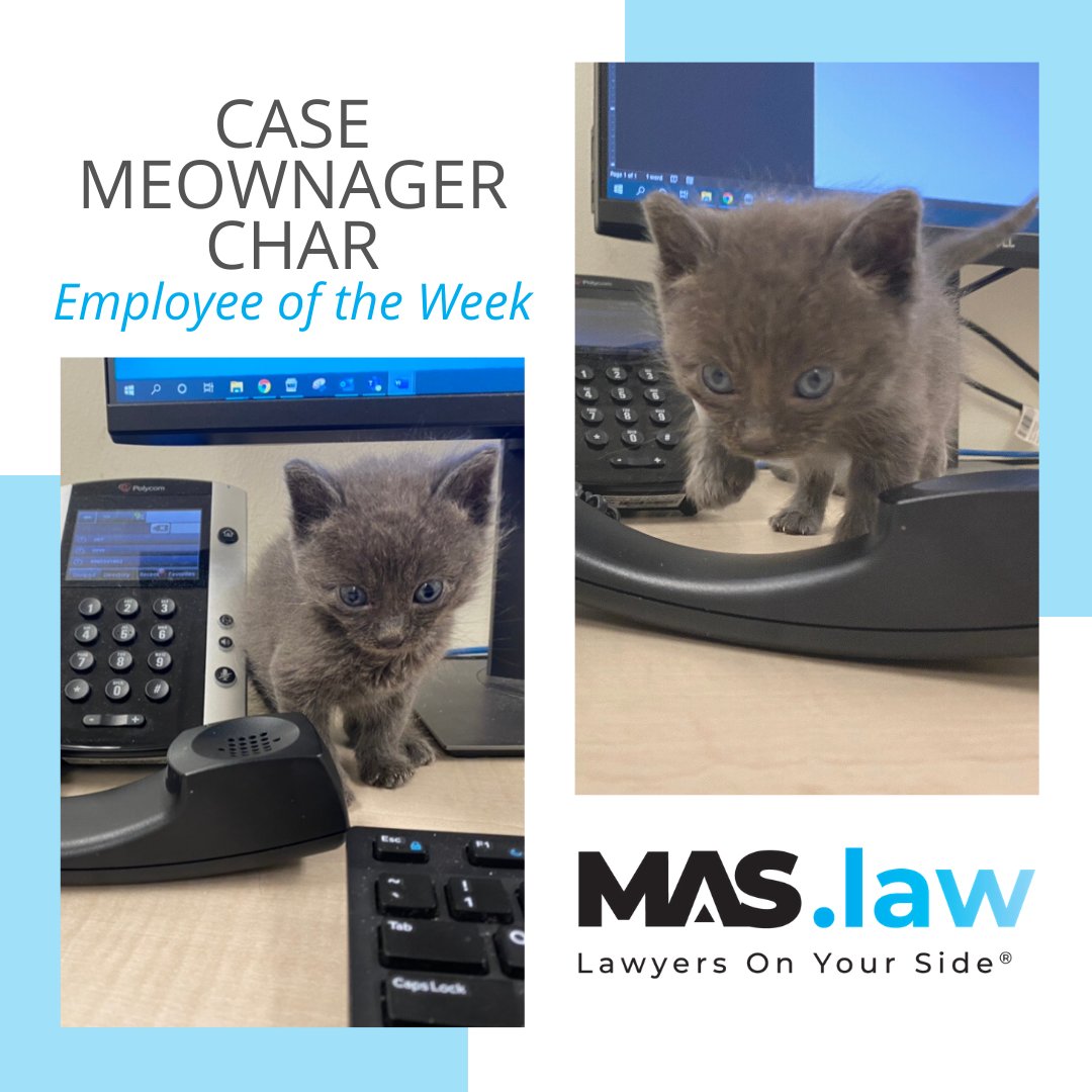 mas_law_'s tweet photo. Meet our Employee of the Week: Case Meownager Char! Char is here to help organize and maintain case files and keep you up to date on how your case is moving forward.

Looking for a furry friend? Consider adopting from the @spcaoftexas!

#TexasAttorney #AdoptDontShop #Rescue https://t.co/lvsIPLbJBq