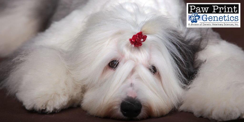 Viejo pastor inglés  English sheepdog, Old english sheepdog, Old