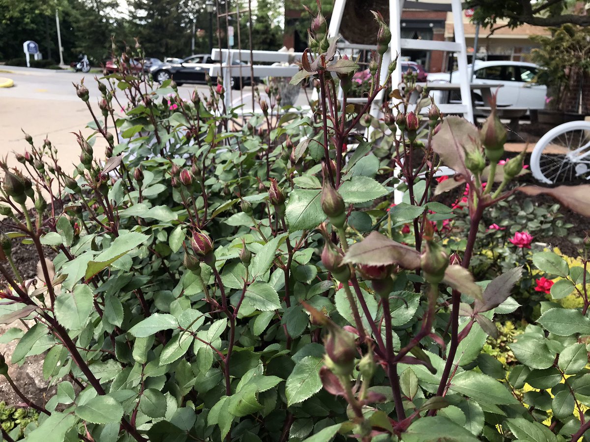 My #KnockoutRoses are about to explode with blooms! #neohio #roses #lakeerie #gardening #garden #spring #Horticulture #plants #flowers #homeandgarden #gildthegarden