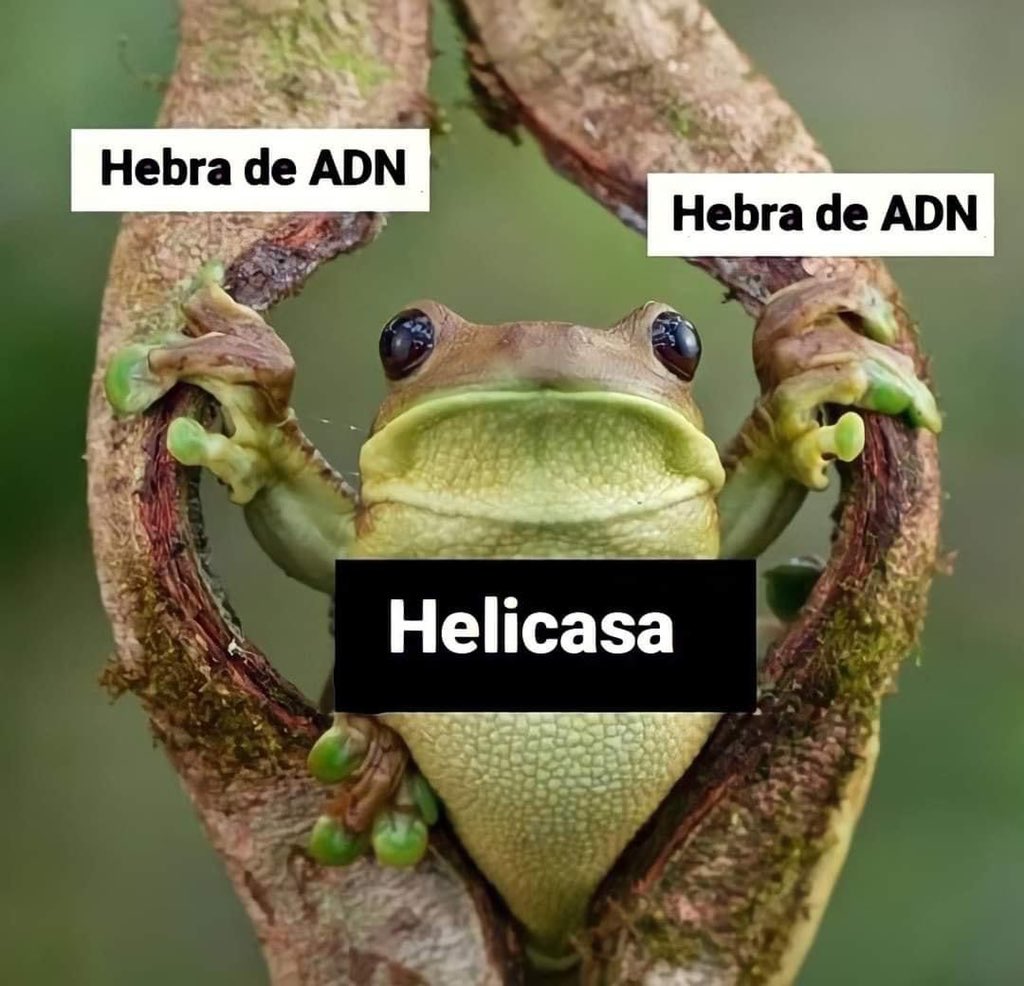 bioemprenderES's tweet image. 