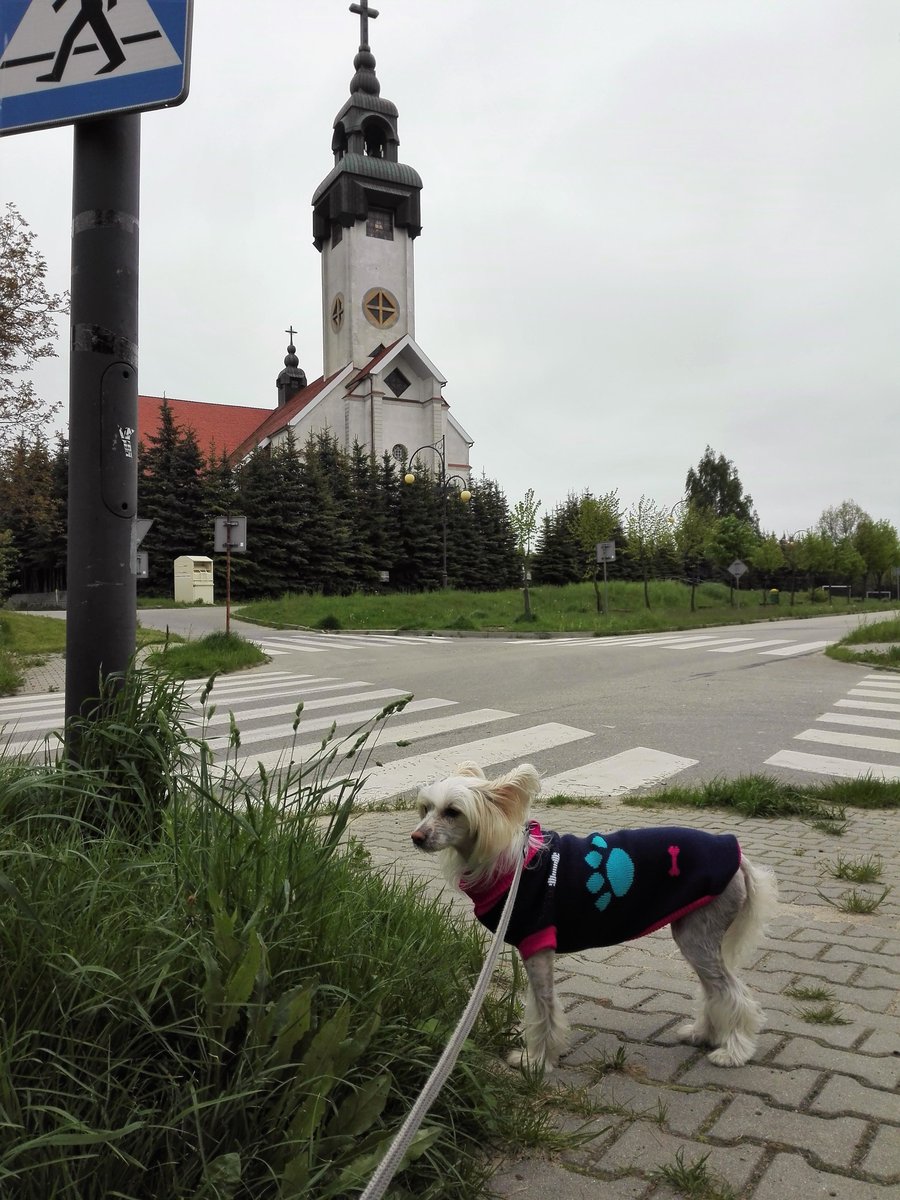 njnowak's tweet photo. WERA Exotic World FCI #dog #dogs #pies #psy #piesek #pieski #pieseł #piesel #chinesecresteddog #chinesecrested #hairless #kutya #koira #koer #cane #cao #chien #hond #hund #hundur #pes #perro #sobaka #pet #pets #animal #animals #zwierzak #zwierzaki #zwierzę #zwierzęta #czteryłapy https://t.co/aq0SPqciG8