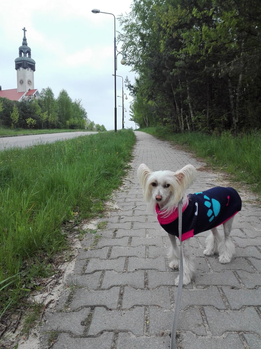 njnowak's tweet photo. WERA Exotic World FCI #dog #dogs #pies #psy #piesek #pieski #pieseł #piesel #chinesecresteddog #chinesecrested #hairless #kutya #koira #koer #cane #cao #chien #hond #hund #hundur #pes #perro #sobaka #pet #pets #animal #animals #zwierzak #zwierzaki #zwierzę #zwierzęta #czteryłapy https://t.co/FE0skiXXni