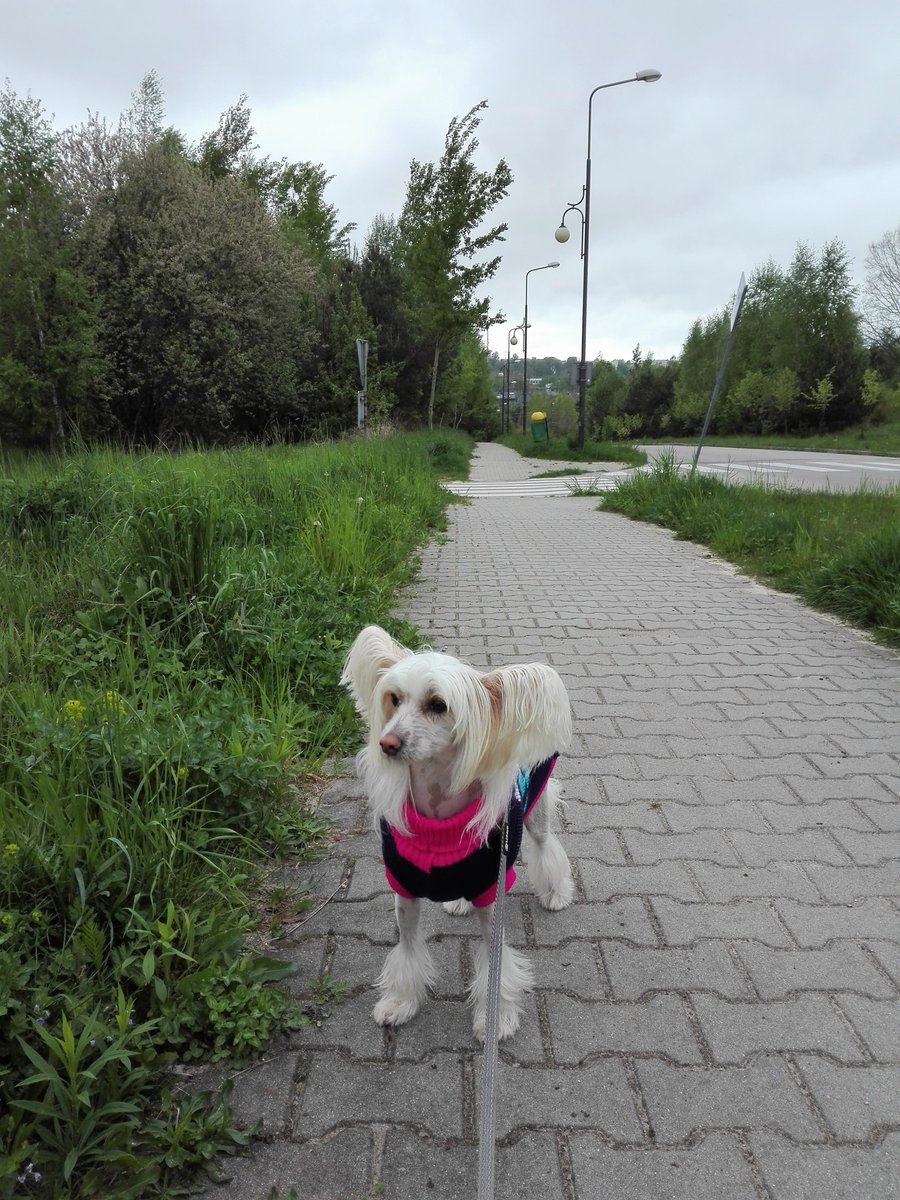 njnowak's tweet photo. WERA Exotic World FCI #dog #dogs #pies #psy #piesek #pieski #pieseł #piesel #chinesecresteddog #chinesecrested #hairless #kutya #koira #koer #cane #cao #chien #hond #hund #hundur #pes #perro #sobaka #pet #pets #animal #animals #zwierzak #zwierzaki #zwierzę #zwierzęta #czteryłapy https://t.co/B79zbTysUO