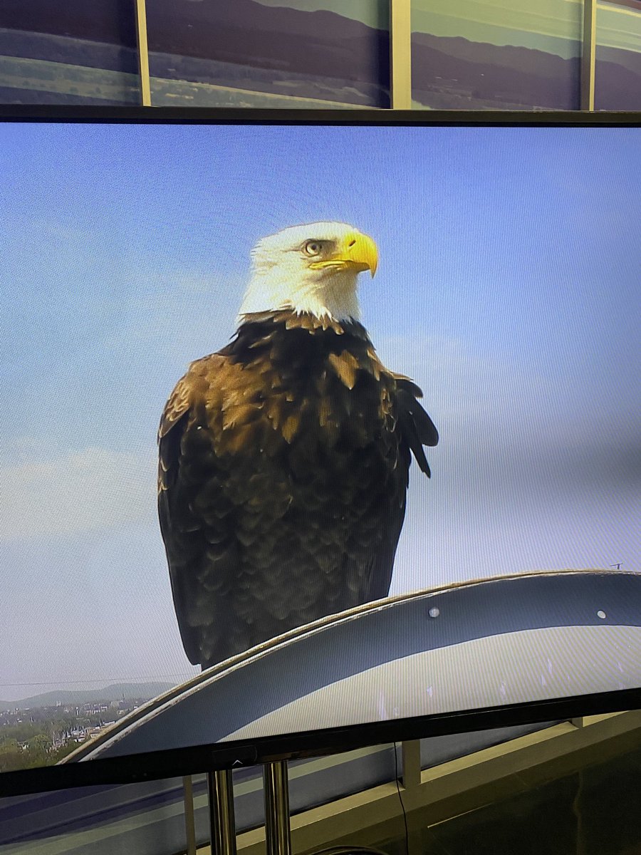 The Eagle has landed!!  Bald Eagle resting atop a dish here at 22News!!  #baldeagle #FlyEaglesFly