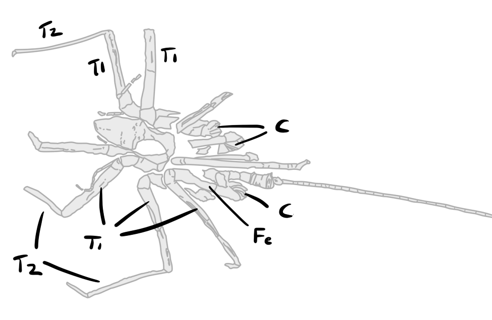 Jun on X: IMO, the Z-shaped orientaion of femur-tibia 2 is unusual for a  pygnogonid unless they're coxae-tibiae. There's also a short section  (arrowhead) between femur and tibia 1 which looks like