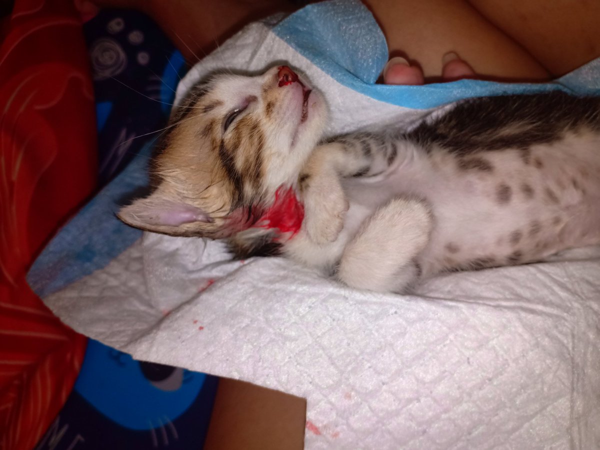 Jeanazee24's tweet photo. @kochengfess Kittenku jg mati karna digigit kucing liar,sampe skrg udah adopt kucing lg yg agak gedean pun jd nya masih trauma keluarin dia kalo ga dipantau https://t.co/KJ1kZGwvZR