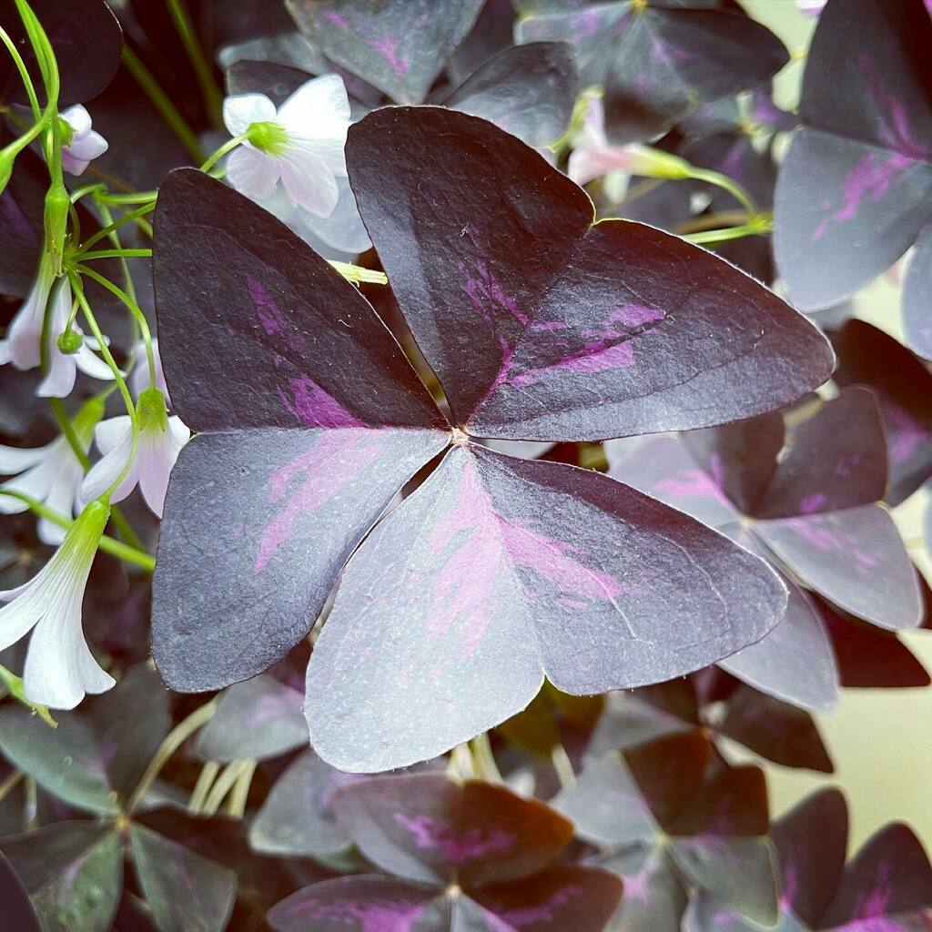 Backatcha's tweet image. File under: Things That Make Me Happy. #oldguystuff #seattle instagr.am/p/CPJKhGDtPATu…