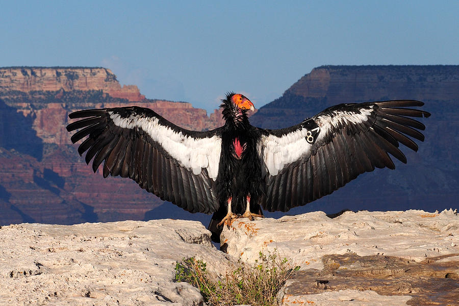 смертоносные птицы. андский кондор с человеком. зомби 5 смертоносные птицы. смертоносные птицы. агрессивная птица.